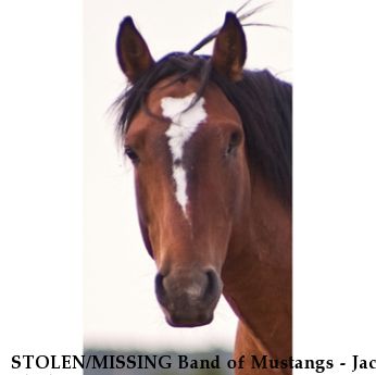 STOLEN/MISSING Band of Mustangs - Jack Black, Near San Luis, CO, 81152